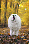 standing Samoyed