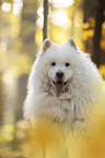 Samoyed Portrait