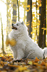 sitting Samoyed