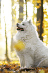 sitting Samoyed