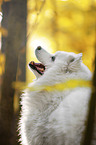 Samoyed Portrait