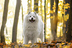 standing Samoyed