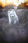 sitting Samoyed