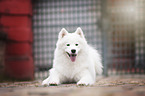 lying Samoyed