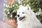 Samoyed Portrait