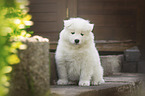 Samoyed Puppy