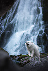 Samoyed in front of waterfall