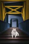 lying Samoyed