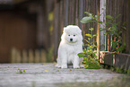 Samoyed puppy