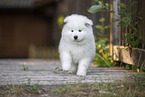 Samoyed puppy