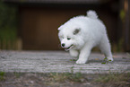 Samoyed puppy