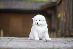 Samoyed puppy