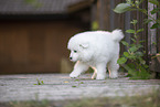 Samoyed puppy