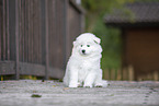 Samoyed puppy