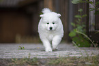 Samoyed puppy
