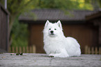Samoyed
