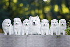 Samoyed