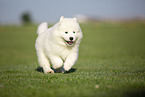 Samoyed puppy