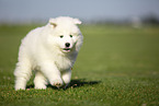 Samoyed puppy