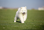 Samoyed puppy