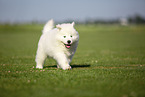 Samoyed puppy