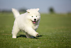 Samoyed puppy