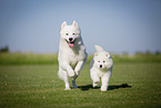 Samoyed