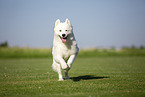 Samoyed