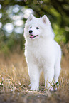 young Samoyed