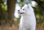 young Samoyed