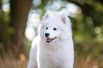 young Samoyed