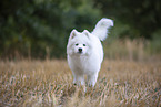 young Samoyed