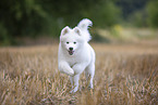 young Samoyed