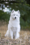 Samoyed on stubble field