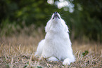 Samoyed on stubble field