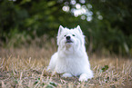 Samoyed on stubble field