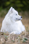 Samoyed on stubble field