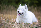 Samoyed on stubble field