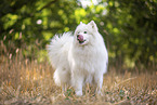 Samoyed on stubble field