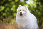 Samoyed on stubble field