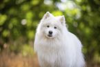 Samoyed on stubble field