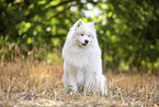 Samoyed on stubble field