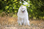 Samoyed on stubble field