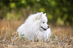 Samoyed on stubble field
