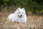 Samoyed on stubble field
