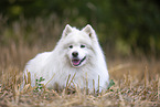 Samoyed on stubble field
