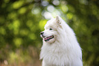 Samoyed on stubble field