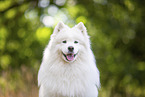 Samoyed on stubble field