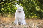Samoyed on stubble field