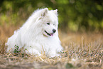 Samoyed on stubble field